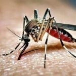 ডেঙ্গুতে ৪ জনের মৃত্যু, হাসপাতালে ভর্তি ৭৪৫