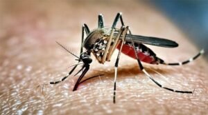 ডেঙ্গুতে ৪ জনের মৃত্যু, হাসপাতালে ভর্তি ৭৪৫