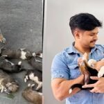 ৮টি কুকুরছানা হত্যা, খুনির সর্বোচ্চ শাস্তি চাইলেন নিলয়