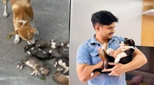 ৮টি কুকুরছানা হত্যা, খুনির সর্বোচ্চ শাস্তি চাইলেন নিলয়