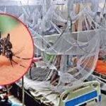 ডেঙ্গু আক্রান্ত হয়ে হাসপাতালে ভর্তি ২০০