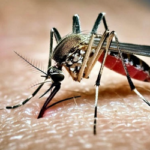 ডেঙ্গুতে আরও তিনজনের মৃত্যু,হাসপাতালে ৪২১