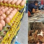 কমেছে ডিমের দাম, মাছ-মুরগির বাজার স্থিতিশীল