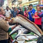 বড় বড় মাছের মেলা
