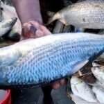 মিরকাদিমে ইলিশের ঝিলিক, দামও চড়া