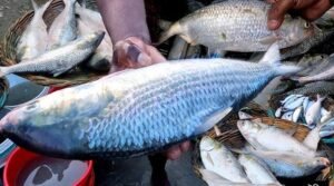 মিরকাদিমে ইলিশের ঝিলিক, দামও চড়া