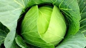 বাঁধাকপি কতটা উপকারী, কাদের জন্য এটি নিরাপদ নয়