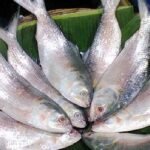 কৃত্রিম পদ্ধতিতে ইলিশ চাষের বিষয়ে যে সিদ্ধান্ত দিল সরকার