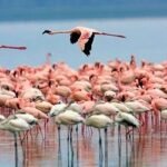 ফ্লেমিংগোর আগমনে মুখর ইরানের উপকূল