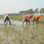 সিলেট জুড়ে কৃষকরা ব্যস্ত সময় কাটাচ্ছেন বোরো ধান চাষে