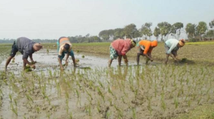 সিলেট জুড়ে কৃষকরা ব্যস্ত সময় কাটাচ্ছেন বোরো ধান চাষে