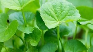 থানকুনি পাতার জাদুকরী উপকারিতা জানেন?