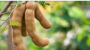 তেঁতুলের স্বাস্থ্যগুণ: টক-মিষ্টি ফলের জানা-অজানা উপকারিতা