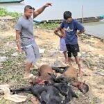 রাঙামাটিতে বিষ প্রয়োগে চারটি উন্নতজাতের ছাগল হত্যা: দিশেহারা ক্ষুদ্র উদ্যোক্তা উজ্জল ত্রিপুরা