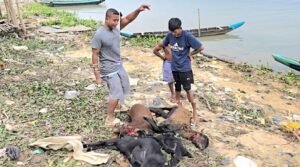 রাঙামাটিতে বিষ প্রয়োগে চারটি উন্নতজাতের ছাগল হত্যা: দিশেহারা ক্ষুদ্র উদ্যোক্তা উজ্জল ত্রিপুরা