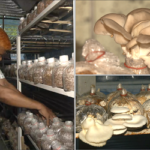 মাশরুম চাষে সাফল্য রংপুরের জরজিসের