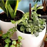 গরমে শখের বাগান বাঁচাতে মানতে হবে যত্নের নিয়ম