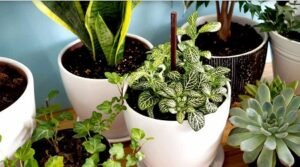 গরমে শখের বাগান বাঁচাতে মানতে হবে যত্নের নিয়ম