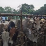 সীমান্তে কড়াকড়ি, হাটে নেই ভারতীয় গরু