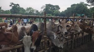 সীমান্তে কড়াকড়ি, হাটে নেই ভারতীয় গরু