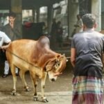 ঢাকায় গরুর লাথি-গুঁতা খেয়ে ৮০ জন হাসপাতালে