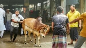 ঢাকায় গরুর লাথি-গুঁতা খেয়ে ৮০ জন হাসপাতালে