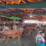 গাবতলী হাটে গরুর দামে ধস, অবিক্রিত পশু নিয়ে বিপাকে ব্যাপারীরা