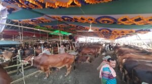 গাবতলী হাটে গরুর দামে ধস, অবিক্রিত পশু নিয়ে বিপাকে ব্যাপারীরা