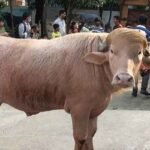 আলোচিত মহিষ ‘ডোনাল্ড ট্রাম্প’–এর ঠিকানা হচ্ছে চিড়িয়াখানা