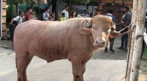 আলোচিত মহিষ ‘ডোনাল্ড ট্রাম্প’–এর ঠিকানা হচ্ছে চিড়িয়াখানা