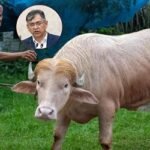 স্বরাষ্ট্রমন্ত্রীর হস্তক্ষেপে কোরবানি হচ্ছে না ‘ডোনাল্ড ট্রাম্প’