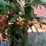 পাবনায় স্কুলছাত্রী রিয়া হত্যা: আসামির বাড়িতে আগুন, দগ্ধ ৩ জনের মৃত্যু