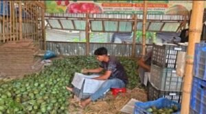 চার কারণে আমের দামে ধস, ১০০ টাকায় মিলছে ৩ কেজি
