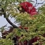 কুড়িগ্রামের সেই নারী আবার তেঁতুলগাছের মগডালে, কিছুই মনে নেই তাঁর