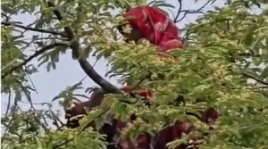 কুড়িগ্রামের সেই নারী আবার তেঁতুলগাছের মগডালে, কিছুই মনে নেই তাঁর