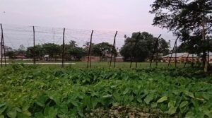 কুলাউড়া সীমান্তে বিএসএফের গুলিতে বাংলাদেশি যুবক নিহত