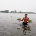 জামালপুরে মেলান্দহে জলাবদ্ধতায় ফসলের ক্ষতি