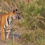 ঘুমন্ত তরুণীর মাথা কামড়ে টেনে নিয়ে গেল বাঘ
