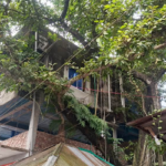 দেবীগঞ্জ বাজারে ঝুঁকিপূর্ণ বটগাছের বিশাল ডাল, যেকোনো মুহূর্তে ঘটতে পারে প্রাণঘাতী দুর্ঘটনা