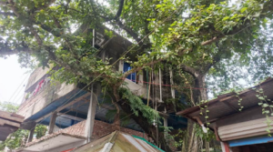 দেবীগঞ্জ বাজারে ঝুঁকিপূর্ণ বটগাছের বিশাল ডাল, যেকোনো মুহূর্তে ঘটতে পারে প্রাণঘাতী দুর্ঘটনা