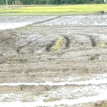 আমবাড়ীতে জমিতে আমন ধানের চারা রোপনকৃত ক্ষেত নষ্ট করে জমি দখল॥
