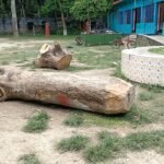 চৌগাছায় সরকারি প্রাথমিক বিদ্যালয়ের মাঠ থেকে গাছ কাটার অভিযোগ
