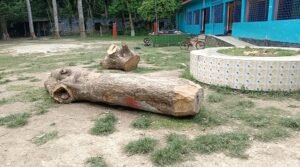 চৌগাছায় সরকারি প্রাথমিক বিদ্যালয়ের মাঠ থেকে গাছ কাটার অভিযোগ