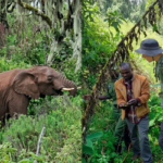 হাতিরা নিজের চিকিৎসায় ব্যবহার করে ঔষধি গাছ, বলছে গবেষণা