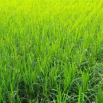 ফুলবাড়ীতে সোস্যাল মিডিয়ায় মিথ্যা খবর॥