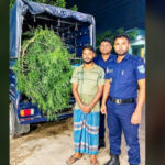 ঘোড়াঘাট উপজেলায় গাঁজা চাষ, আটক ১॥
