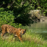 যে কৌশলে বন্যপ্রাণী রক্ষায় সাফল্য পেল ভারত