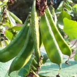 শিম ২০০ টাকা কেজি