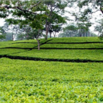চা খাতের উন্নয়নে দীর্ঘমেয়াদি পরিকল্পনা, বাড়বে উৎপাদন ও রপ্তানি